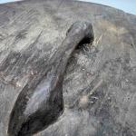 Nguvu Wooden War Shield